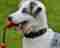 Theoriekurs obligatorische hundekurse